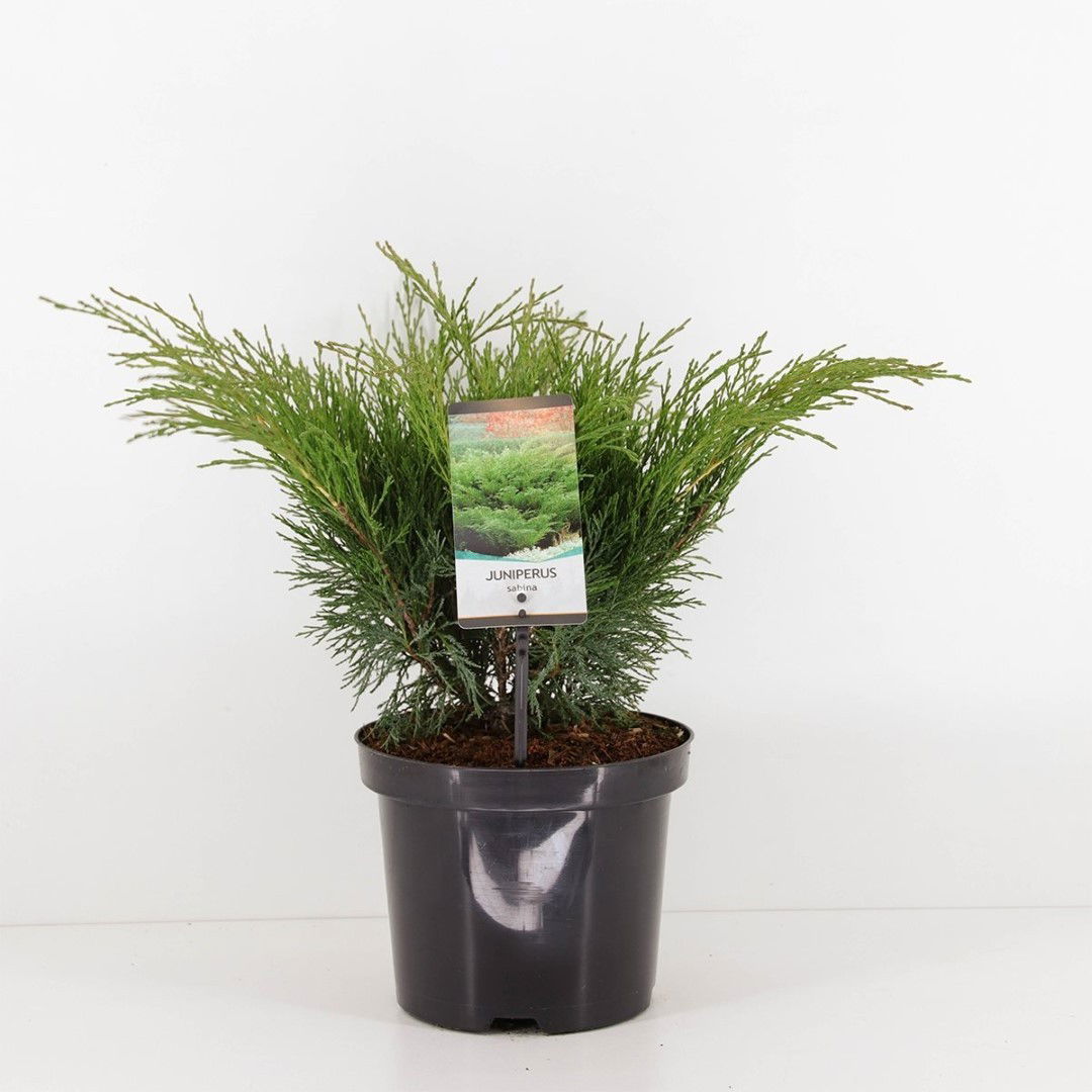 Warentuin natuurlijk Juniperus sabina 45 cm - 