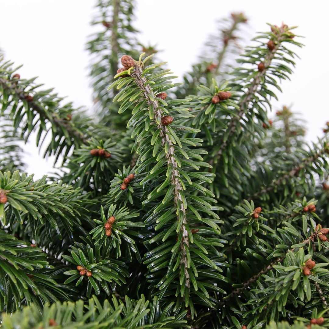 https://cdn.warentuin.nl/media/catalog/product/1/7/1778712044905488_2_warentuin_natuurlijk_conifeer_abies_balsemea_nana_40_cm_ware_6668.jpg