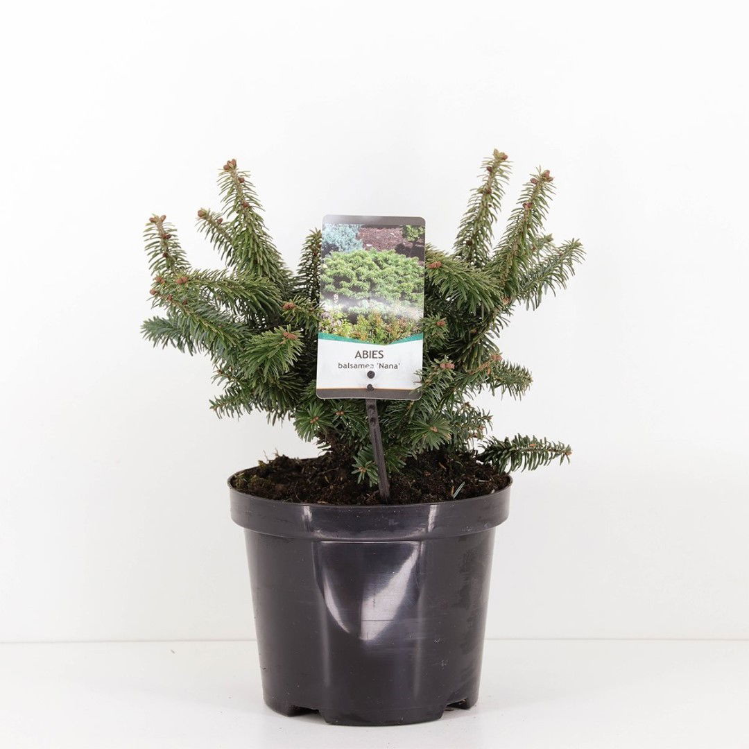 Warentuin natuurlijk Abies balsemea nana 40 cm - 