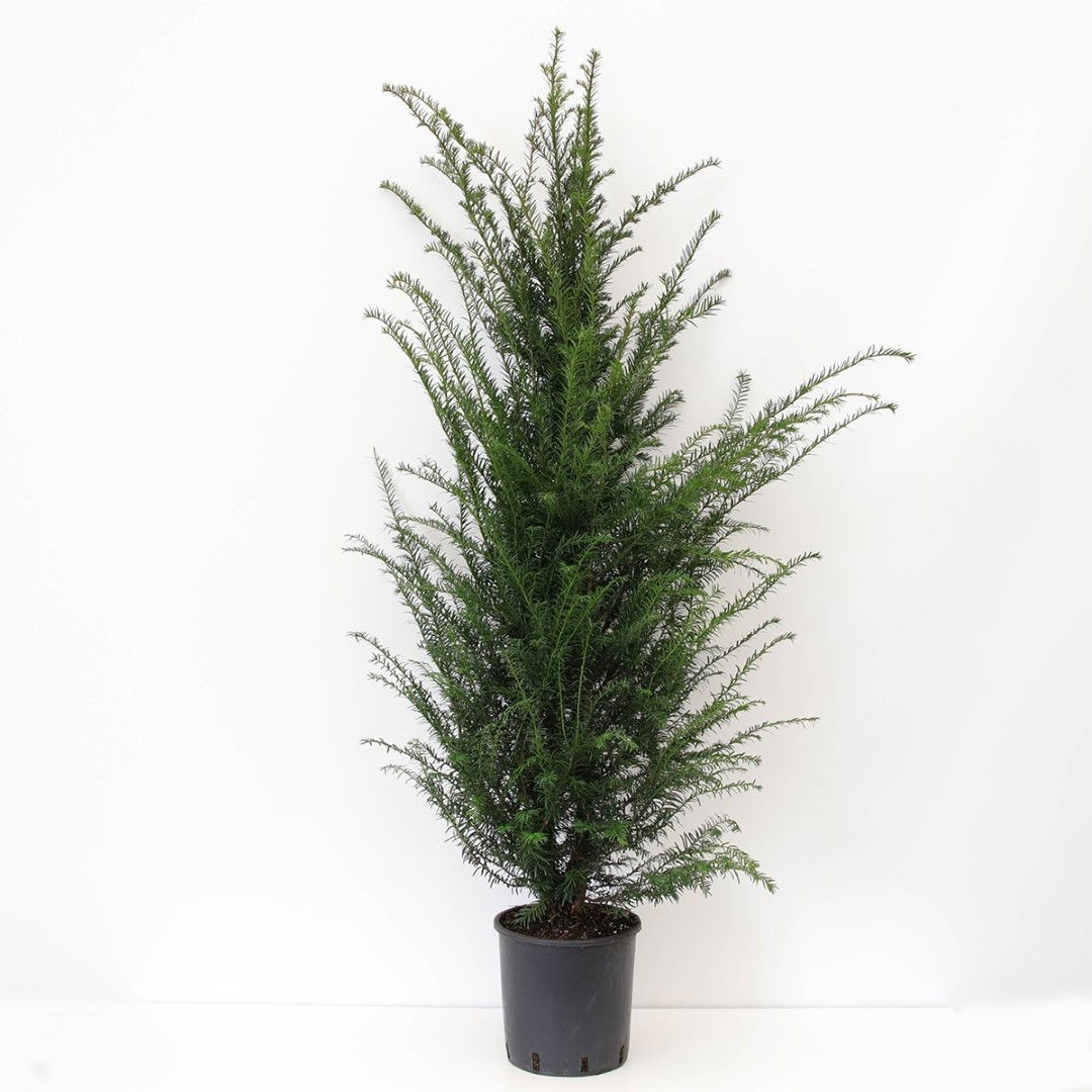 https://cdn.warentuin.nl/media/catalog/product/1/7/1778712044905679_warentuin_natuurlijk_planten_taxus_baccata_120_150_cm_warentui_cf20.jpg