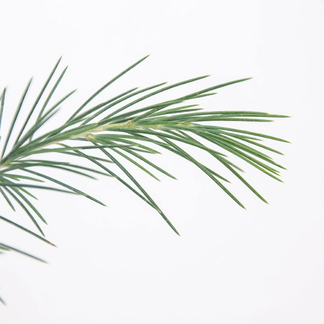 https://cdn.warentuin.nl/media/catalog/product/1/7/1778712044912776_2_warentuin_natuurlijk_conifeer_cedrus_deodara_75_cm_warentuin_3dcc.jpg