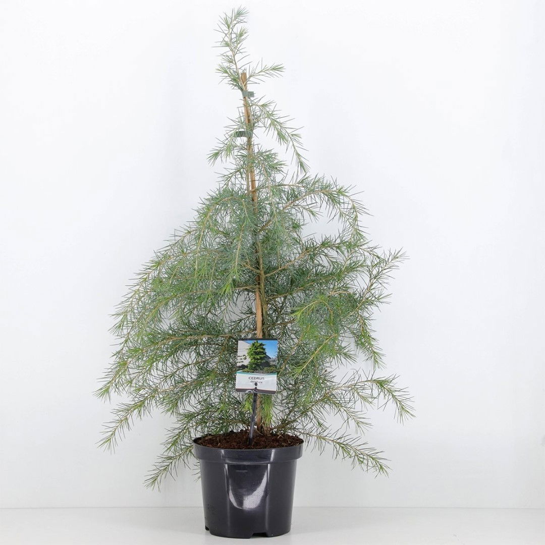 Warentuin natuurlijk Cedrus deodara 75 cm - 