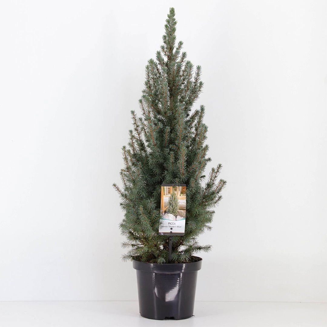 Warentuin natuurlijk Picea glauca sanders blue 40-50 cm - 