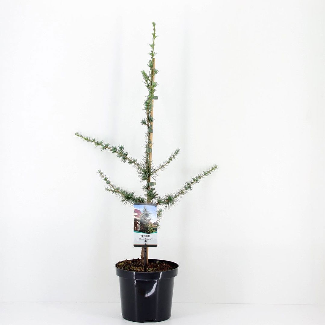 Warentuin natuurlijk Cedrus libani glauca 75 cm - 