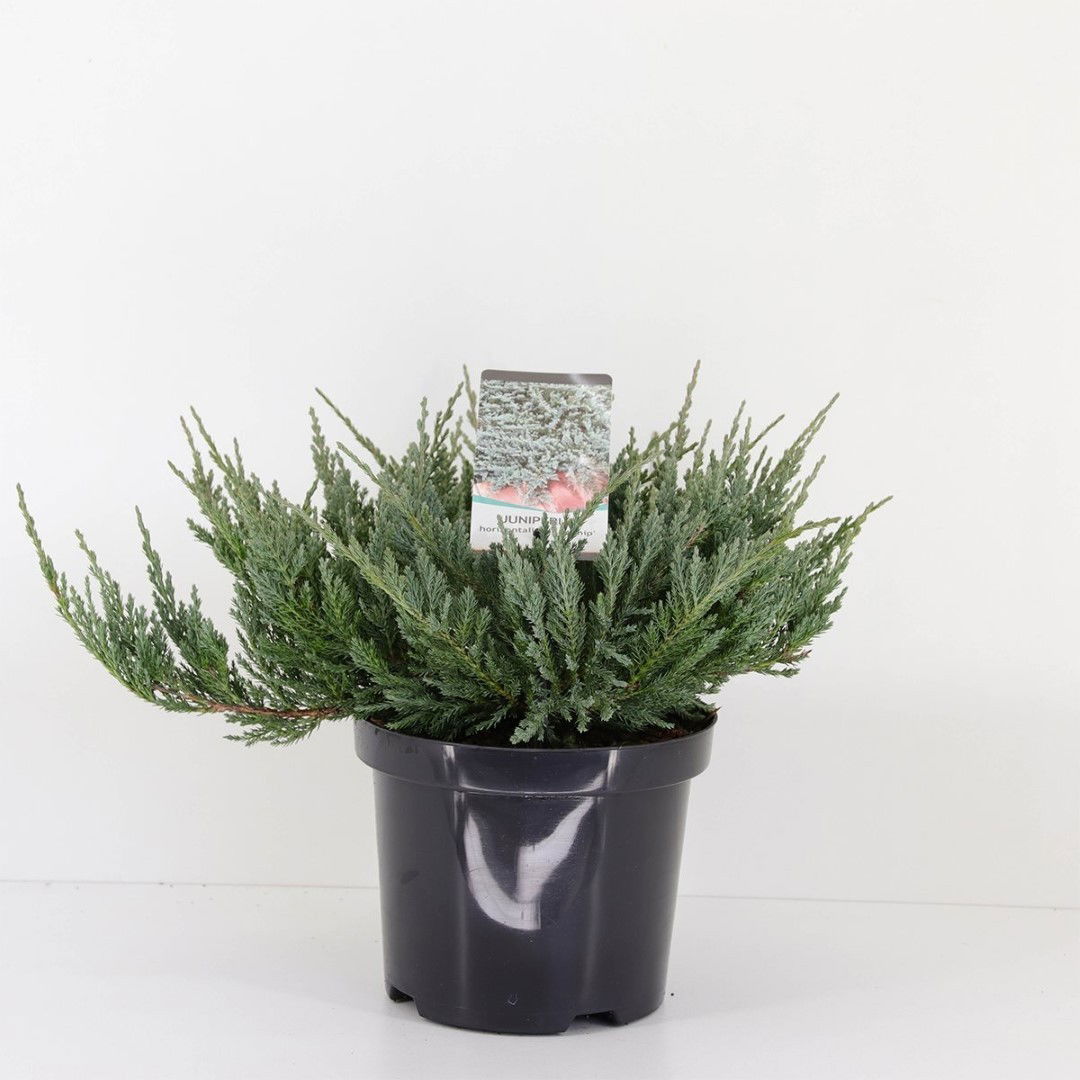 Warentuin natuurlijk Juniperus hor blue chip 35 cm - 
