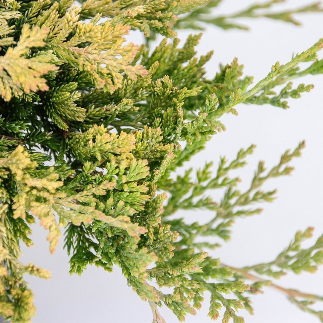 https://cdn.warentuin.nl/media/catalog/product/1/7/1778712044922256_2_warentuin_natuurlijk_conifeer_juniperus_hor_golden_carpet_30_876c.jpg