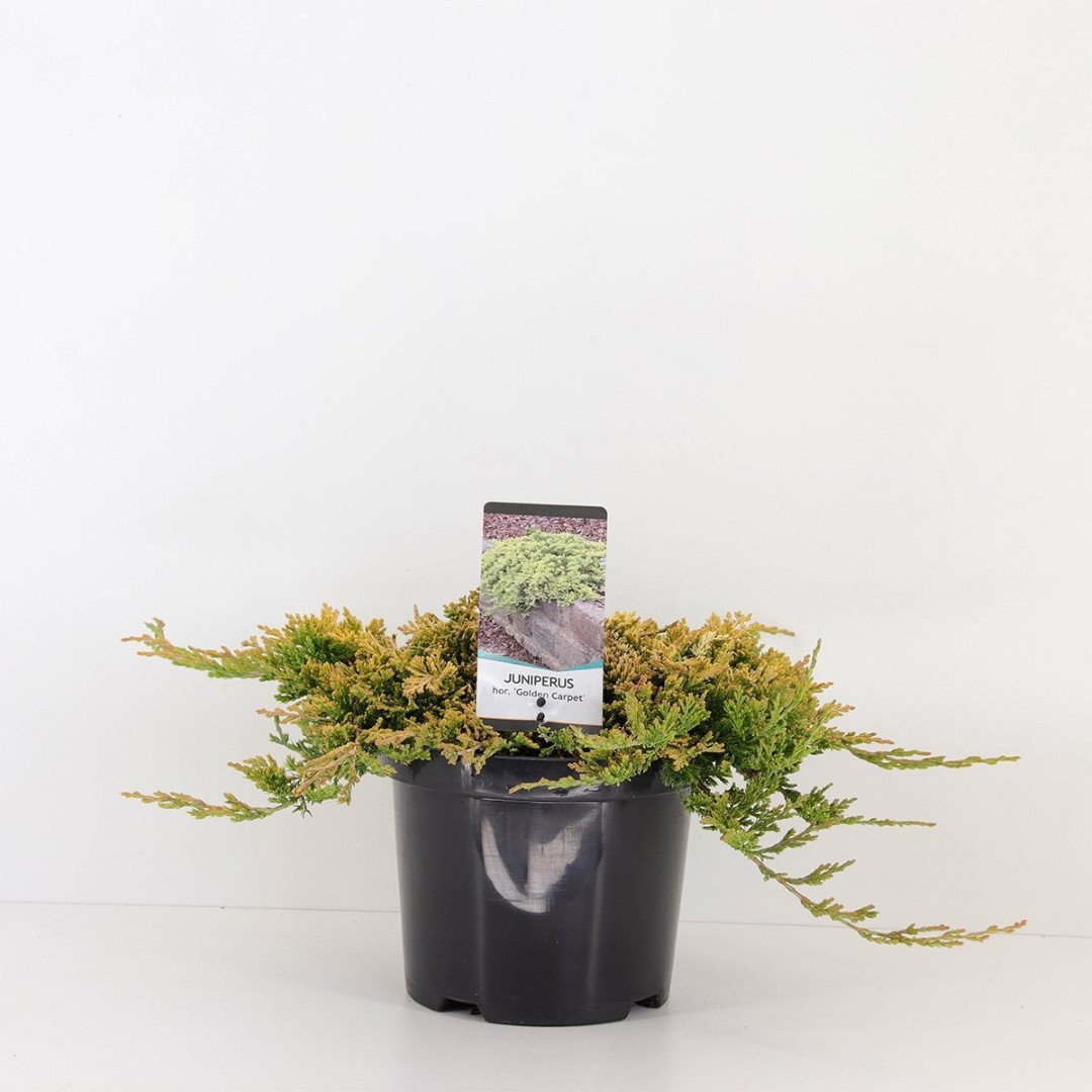 https://cdn.warentuin.nl/media/catalog/product/1/7/1778712044922256_warentuin_natuurlijk_conifeer_juniperus_hor_golden_carpet_30_c_b3c9.jpg