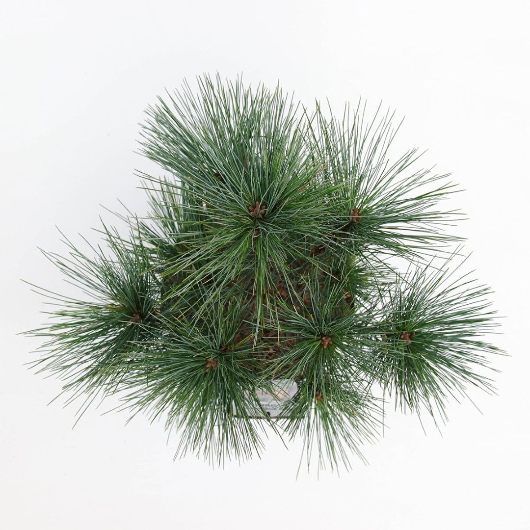https://cdn.warentuin.nl/media/catalog/product/1/7/1778712044924564_2_warentuin_natuurlijk_planten_pinus_strobus_blue_shag_radiata_399a.jpg