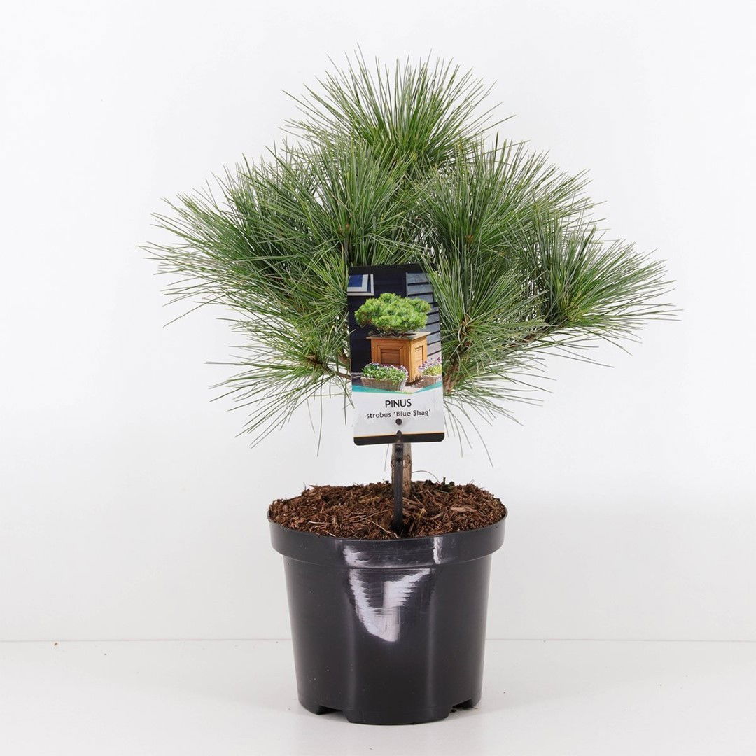 https://cdn.warentuin.nl/media/catalog/product/1/7/1778712044924564_warentuin_natuurlijk_planten_pinus_strobus_blue_shag_radiata_w_de1c.jpg