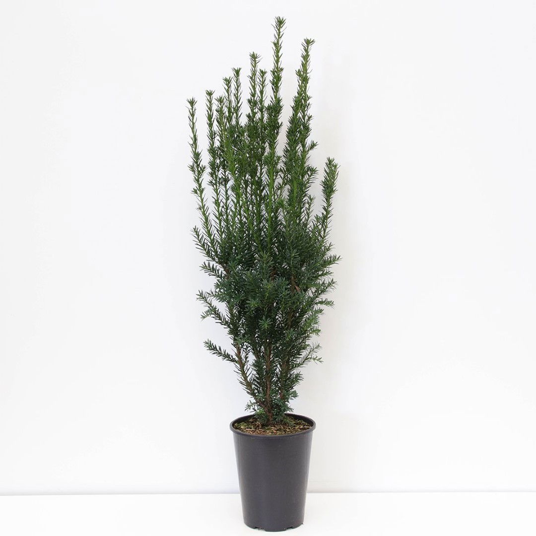 Warentuin natuurlijk Taxus media hillii 60-80 cm - 