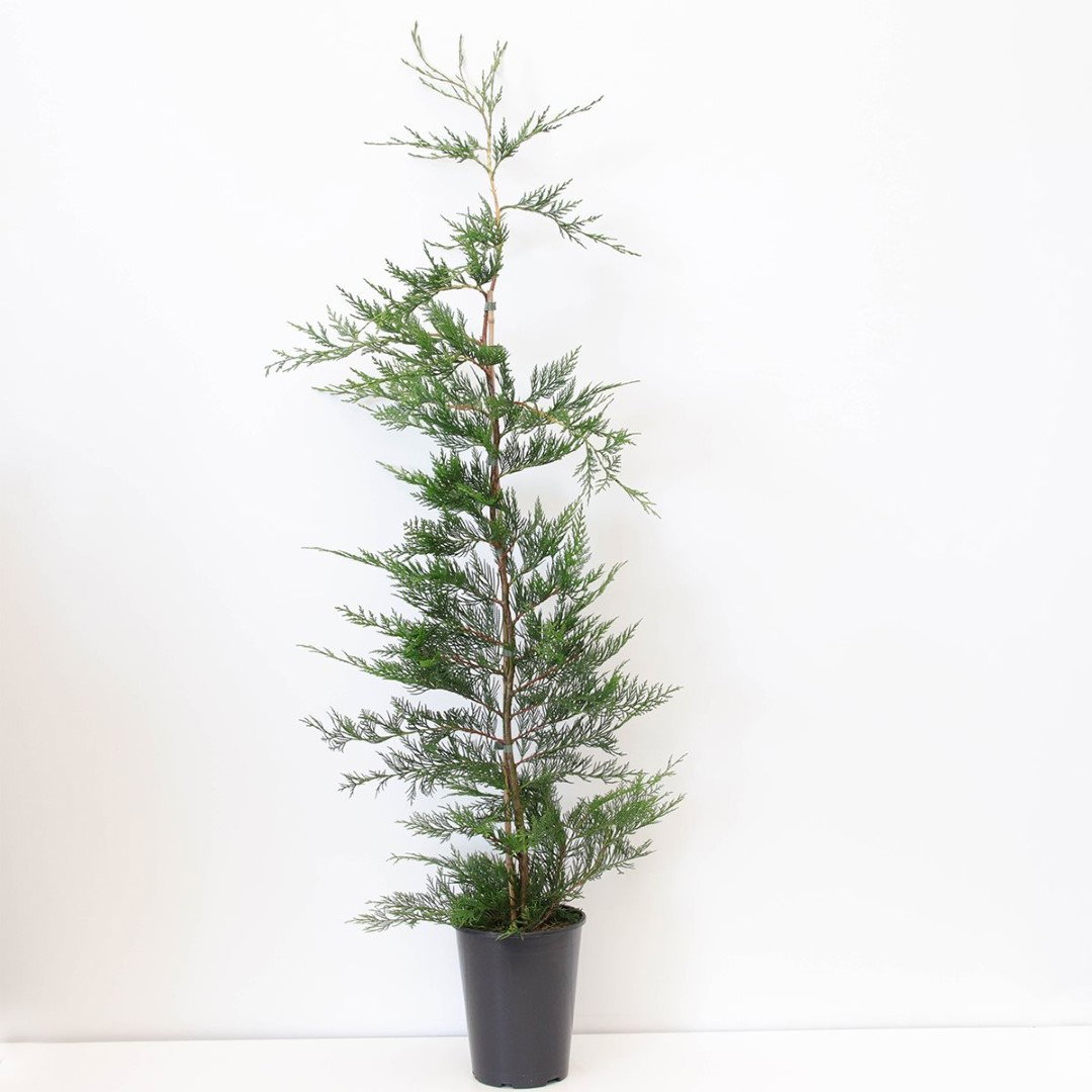 https://cdn.warentuin.nl/media/catalog/product/1/7/1778712044924625_warentuin_natuurlijk_planten_cupressocyparis_leylandii_150_200_f304.jpg