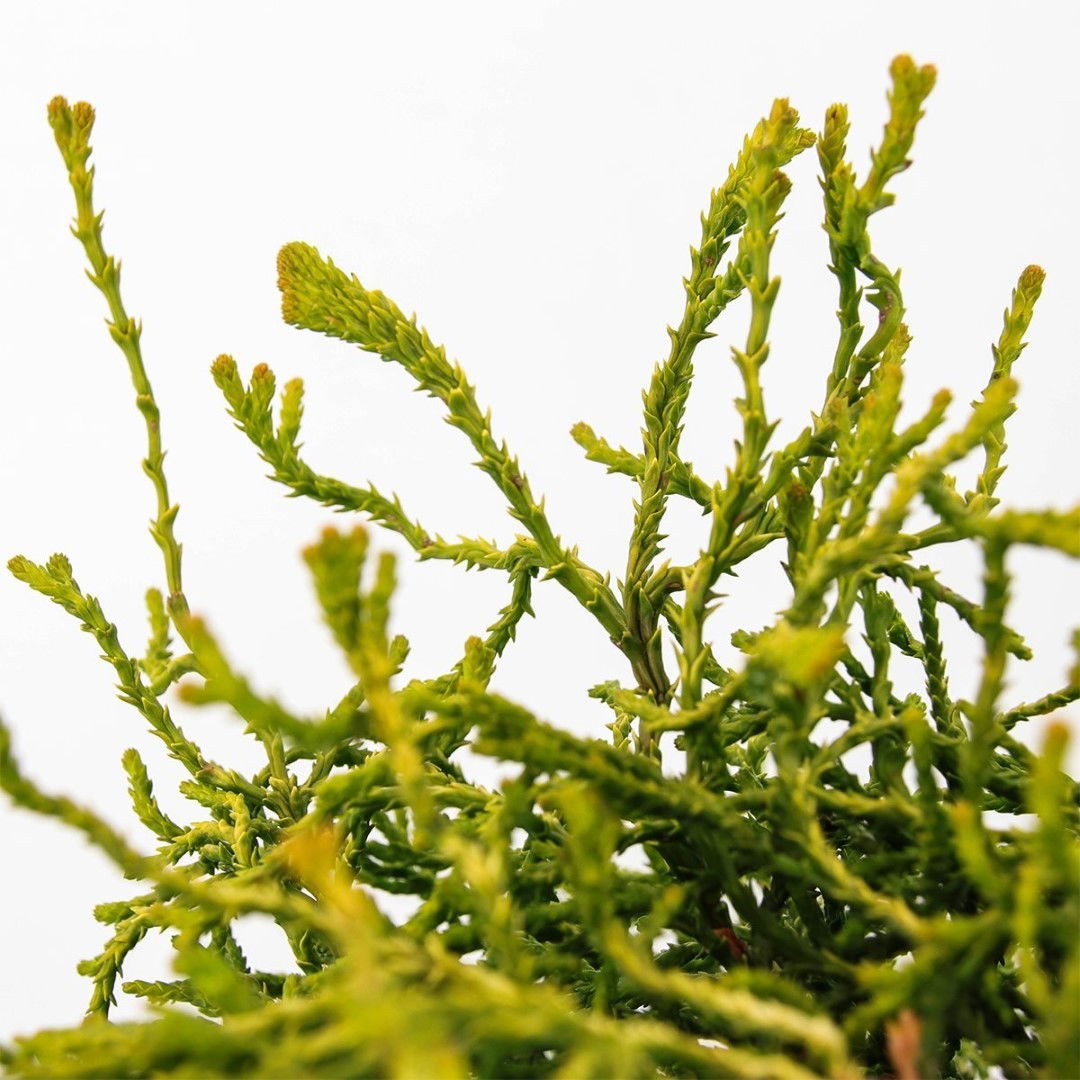 https://cdn.warentuin.nl/media/catalog/product/1/7/1778712044925196_2_warentuin_natuurlijk_conifeer_chamaecyparis_obtusa_tsatsumi__390d.jpg