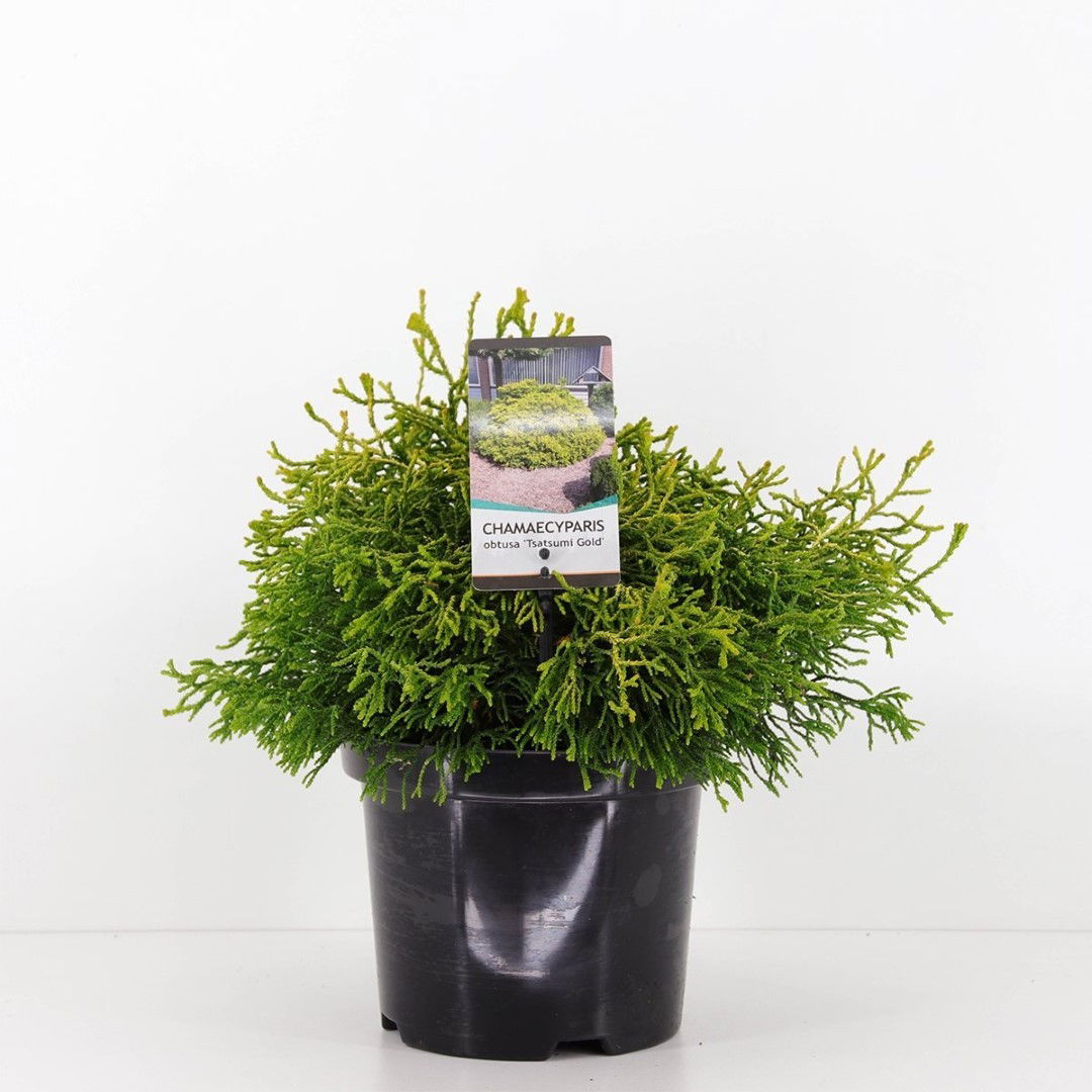 https://cdn.warentuin.nl/media/catalog/product/1/7/1778712044925196_warentuin_natuurlijk_conifeer_chamaecyparis_obtusa_tsatsumi_go_e9eb.jpg