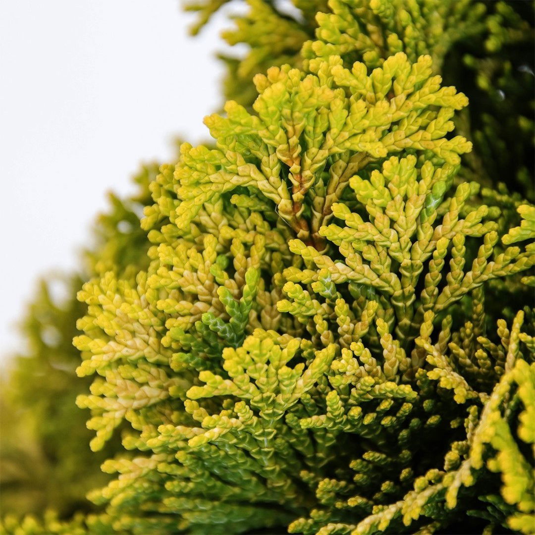 https://cdn.warentuin.nl/media/catalog/product/1/7/1778712044927404_2_warentuin_natuurlijk_conifeer_chamaecyparis_obt_nana_aurea_4_263f.jpg