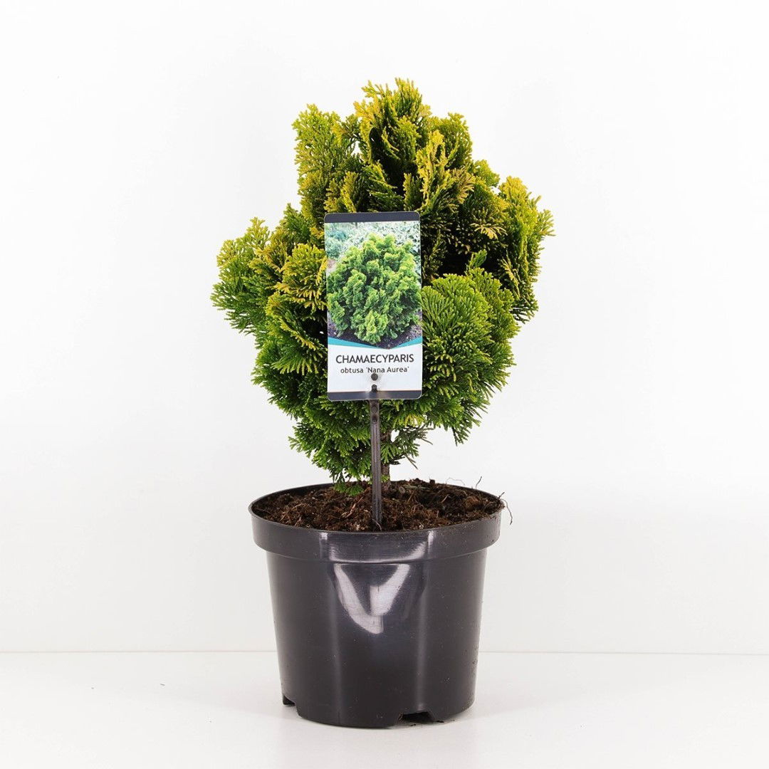 https://cdn.warentuin.nl/media/catalog/product/1/7/1778712044927404_warentuin_natuurlijk_conifeer_chamaecyparis_obt_nana_aurea_40__9f4c.jpg