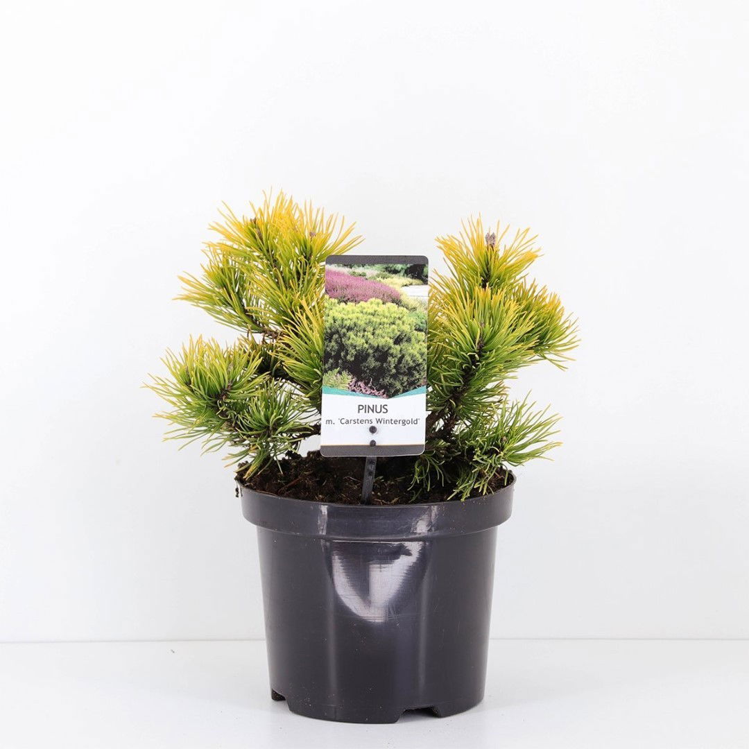 Warentuin natuurlijk Pinus mugo carstens wintergold 20-25 cm - 