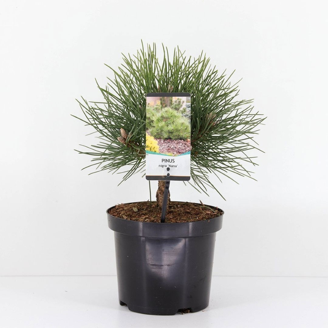 Warentuin natuurlijk Pinus nigra nana - 