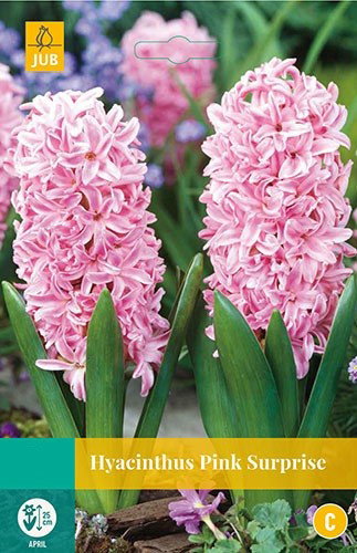 Hyacint Pink Surprise bloembollen 5 bollen Hyacint JUB - Jub