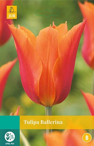 Tulipa Ballerina bloembollen 7 bollen Tulp JUB - Jub