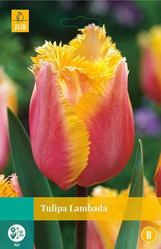 Tulipa Lambada bloembollen 7 bollen Tulp JUB - Jub