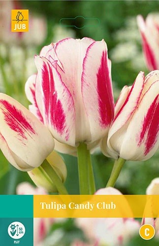 Tulipa Candy Club bloembollen 7 bollen Tulp JUB - Jub