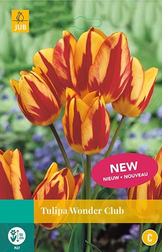Tulipa Wonder Club bloembollen 5 bollen Tulp JUB - Jub