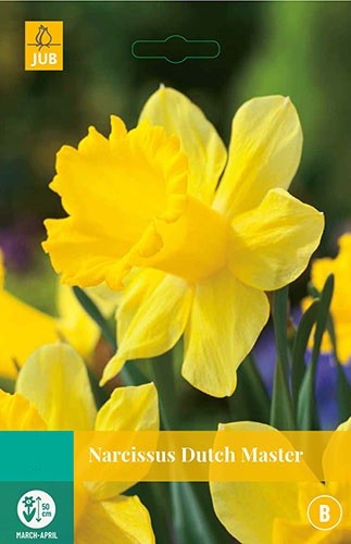 Narcissus Dutch Master bloembollen 5 bollen Narcis JUB - Jub