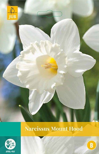 Narcissus Mount Hood bloembollen 5 bollen Narcis JUB - Jub