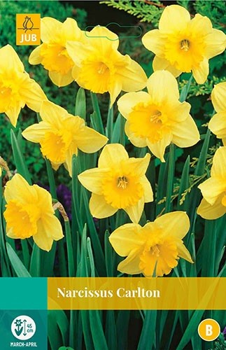 Narcissus Carlton bloembollen 5 bollen Narcis JUB - Jub