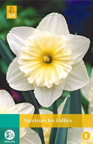 Narcissus Ice Follies bloembollen 5 bollen Narcis JUB - Jub