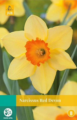 Narcissus Red Devon bloembollen 5 bollen Narcis JUB - Jub