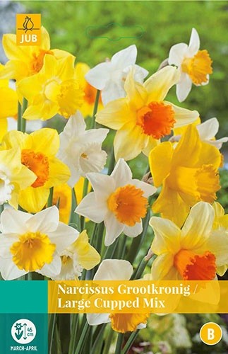 Narcissus Grootkronig mix bloembollen 5 bollen Narcis JUB - Jub