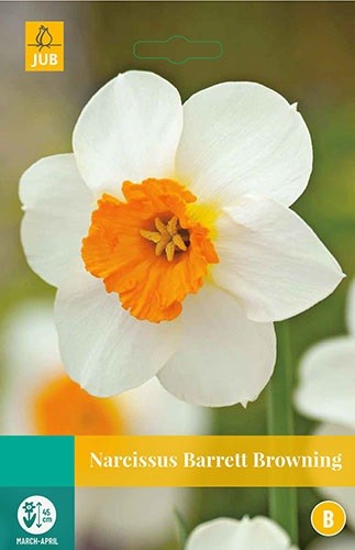 Narcissus Barrett Browning bloembollen 5 bollen Narcis JUB - Jub