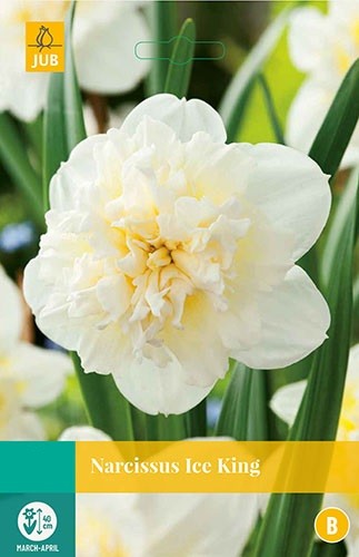 Narcissus Ice King bloembollen 5 bollen Narcis JUB - Jub