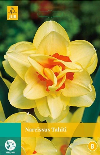 Narcissus Tahiti bloembollen 5 bollen Narcis JUB - Jub