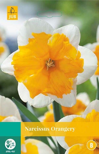 Narcissus Orangery bloembollen 5 bollen Narcis JUB - Jub