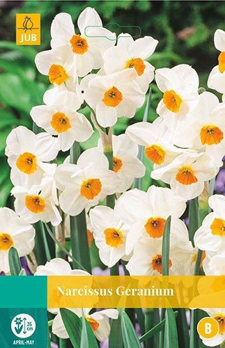 Narcissus Geranium bloembollen 5 bollen Narcis JUB - Jub
