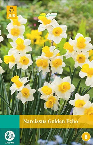 Narcissus Golden Echo bloembollen 5 bollen Narcis JUB - Jub