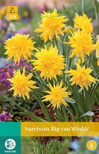 Narcissus Rip van Winkle bloembollen 5 bollen Narcis JUB - Jub