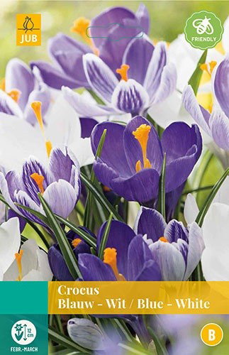 Crocus blauw/wit bloembollen 10 bollen Krokus JUB - Jub