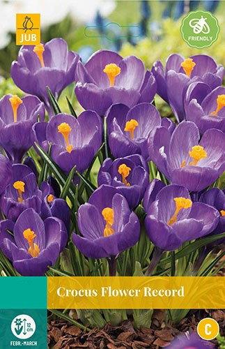 Crocus Flower Record bloembollen 10 bollen Krokus JUB - Jub