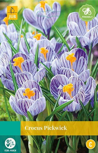 Crocus Pickwick bloembollen 10 bollen Krokus JUB - Jub