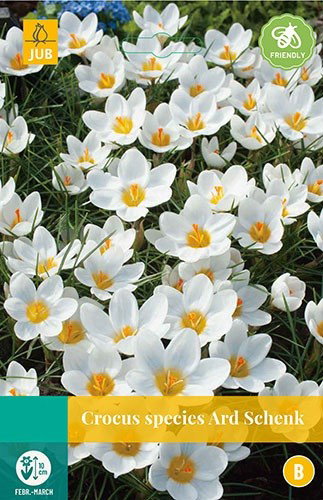 Crocus Ard Schenk bloembollen 15 bollen Krokus JUB - Jub