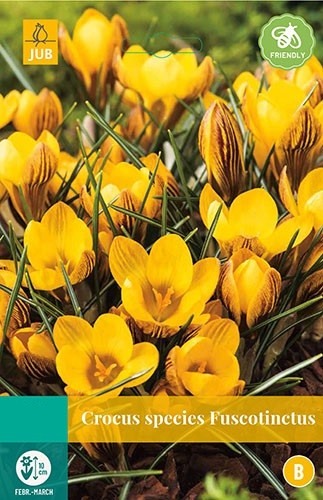 Crocus Fuscotinctus bloembollen 15 bollen Krokus JUB - Jub