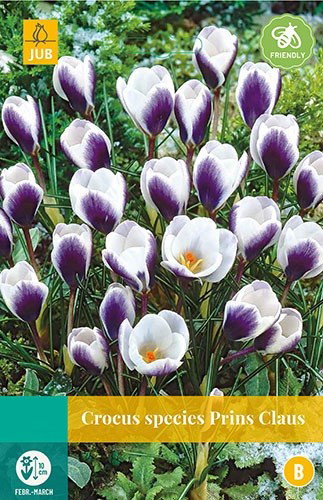 Crocus Prins Claus bloembollen 15 bollen Krokus JUB - Jub