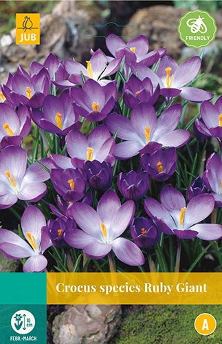 Crocus Ruby Giant bloembollen 20 bollen Krokus JUB - Jub