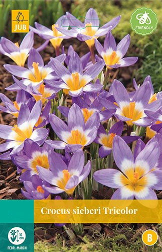 Crocus sieberi Tricolor bloembollen 15 bollen Krokus JUB - Jub