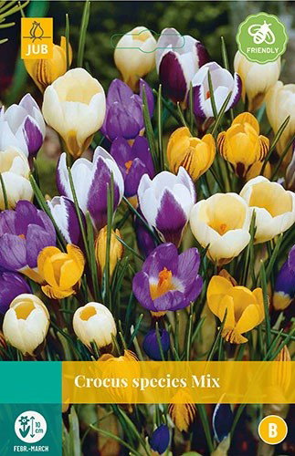 Crocus species mix bloembollen 20 bollen Krokus JUB - Jub