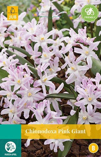 Chionodoxa Pink Giant bloembollen 15 bollen Sneeuwroem JUB - Jub