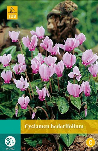 Cyclamen hederifolium bloembollen 2 bollen Cyclaam JUB - Jub